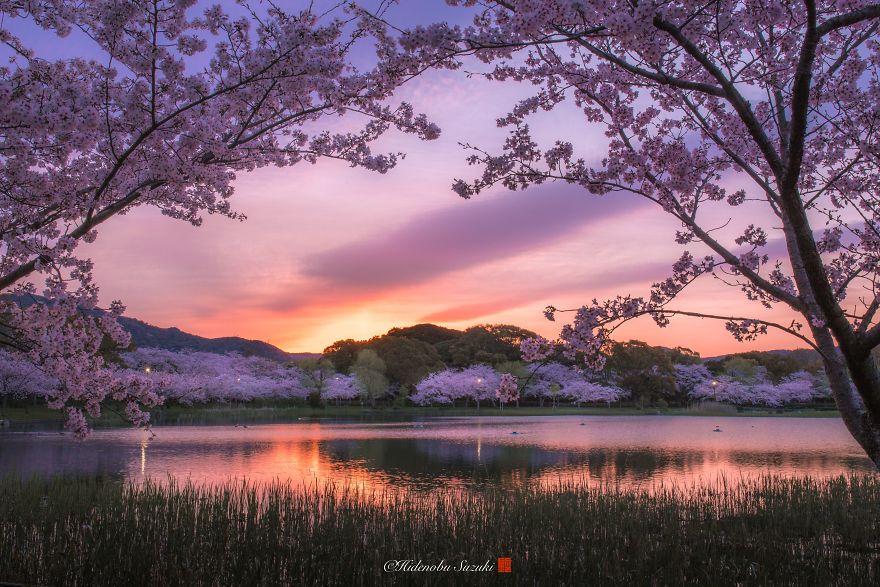 I Captured Sakura Bloom In Japan