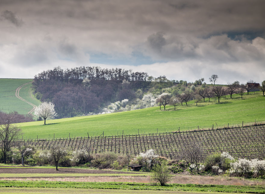 This Spring In South Moravia Got Me Completely!