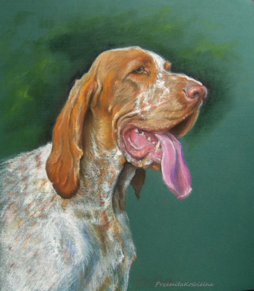 Bracco Italiano. Custom Dog Portrait