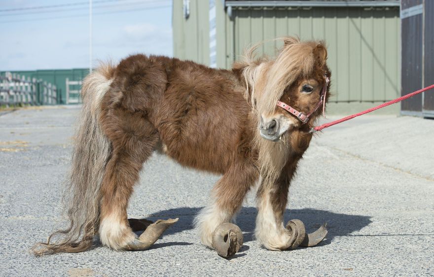 Neglected Pony Hasn’t Had Her Hooves Trimmed In 10 Years