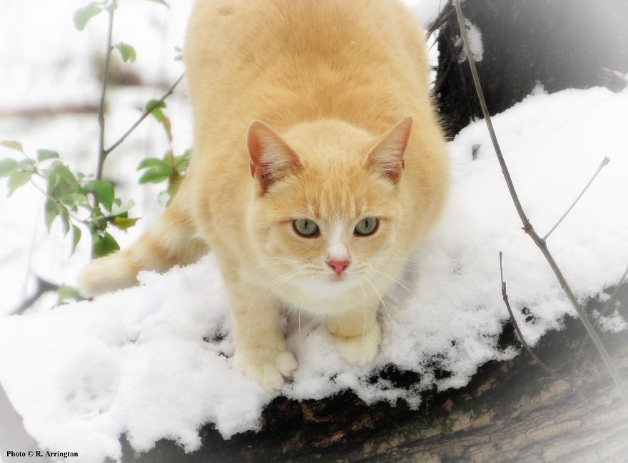 Noonya Was "Cat Of The Day" :)