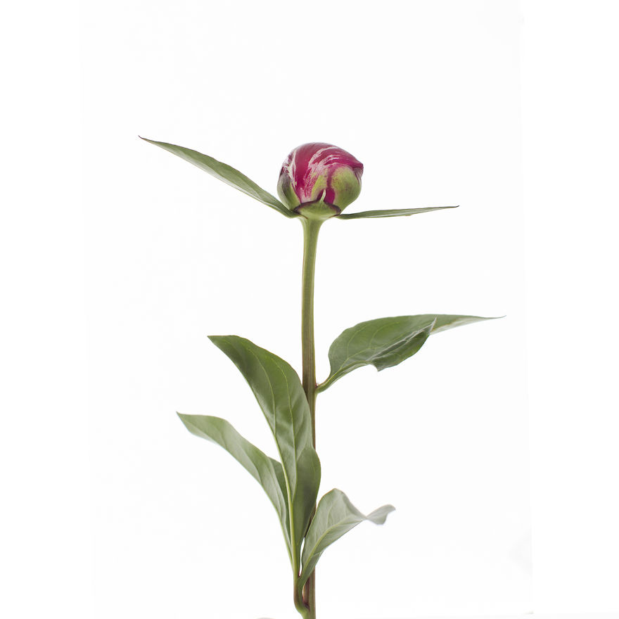 I Found Beauty And Simplicity In Single Leave I Found Beauty And Simplicity In Single Leave