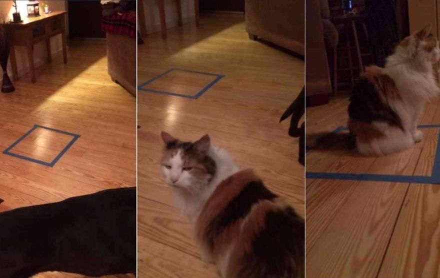 People Have Discovered The Perfect Way To Mess With Your Cat