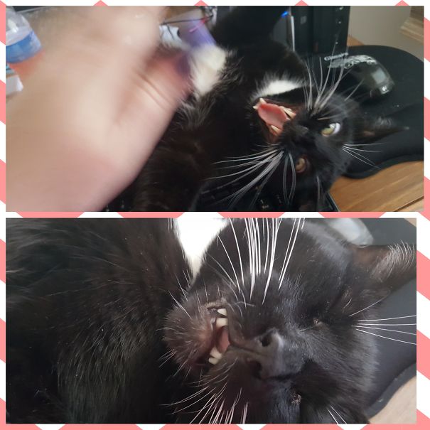 He Attacked My Hand Because I Was Typing. Then He Smiled About It.