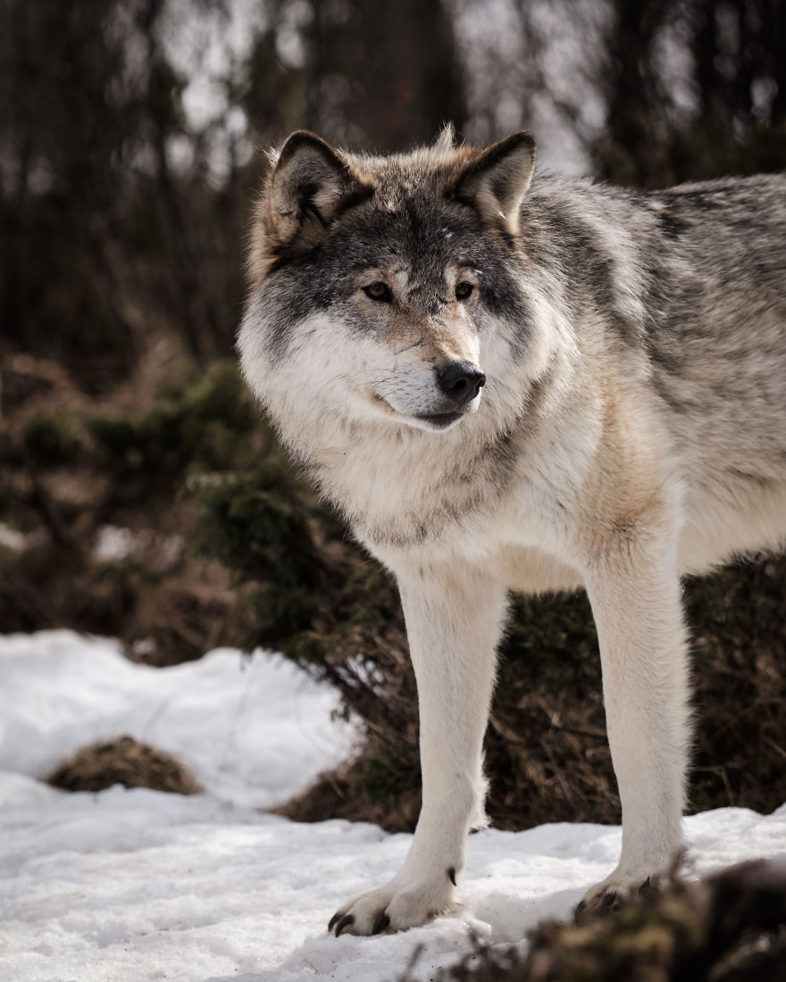 I Took Powerful Portraits Of Wolves In Norway | Bored Panda