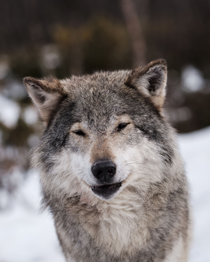 I Took Powerful Portraits Of Wolves In Norway