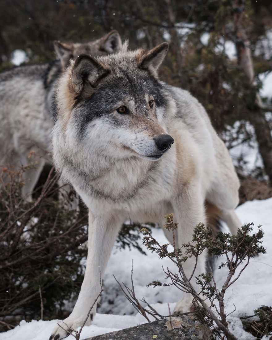 I Took Powerful Portraits Of Wolves In Norway