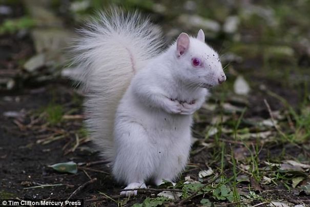 Rare Albino Squirrel Is Photographed