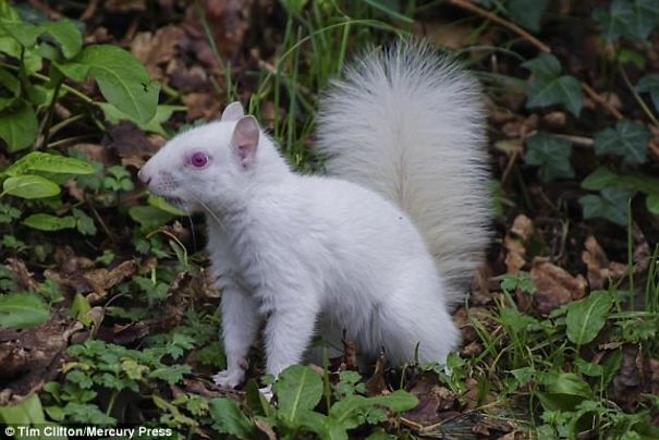 Rare Albino Squirrel Is Photographed