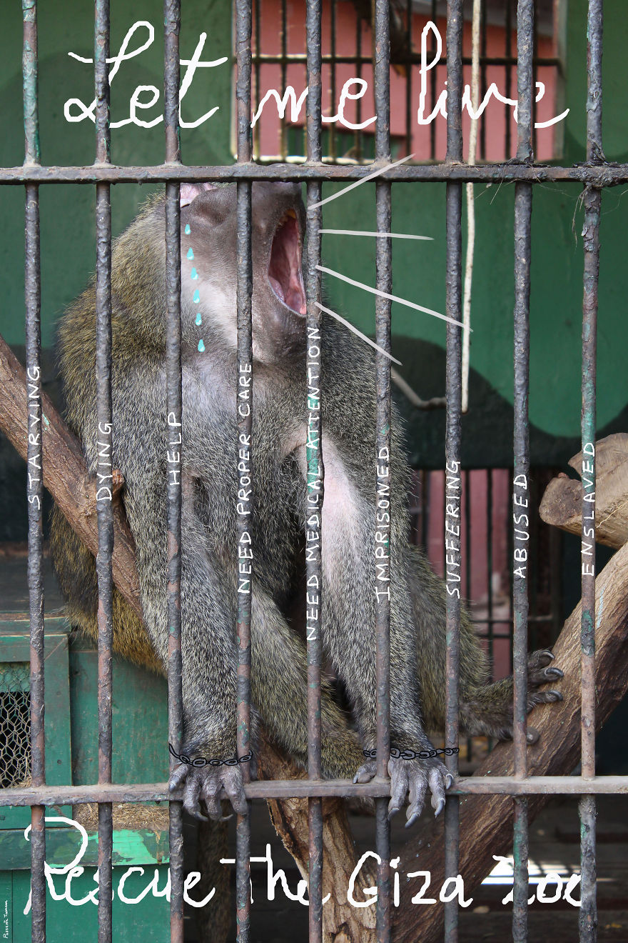 Rescue The Giza Zoo!
