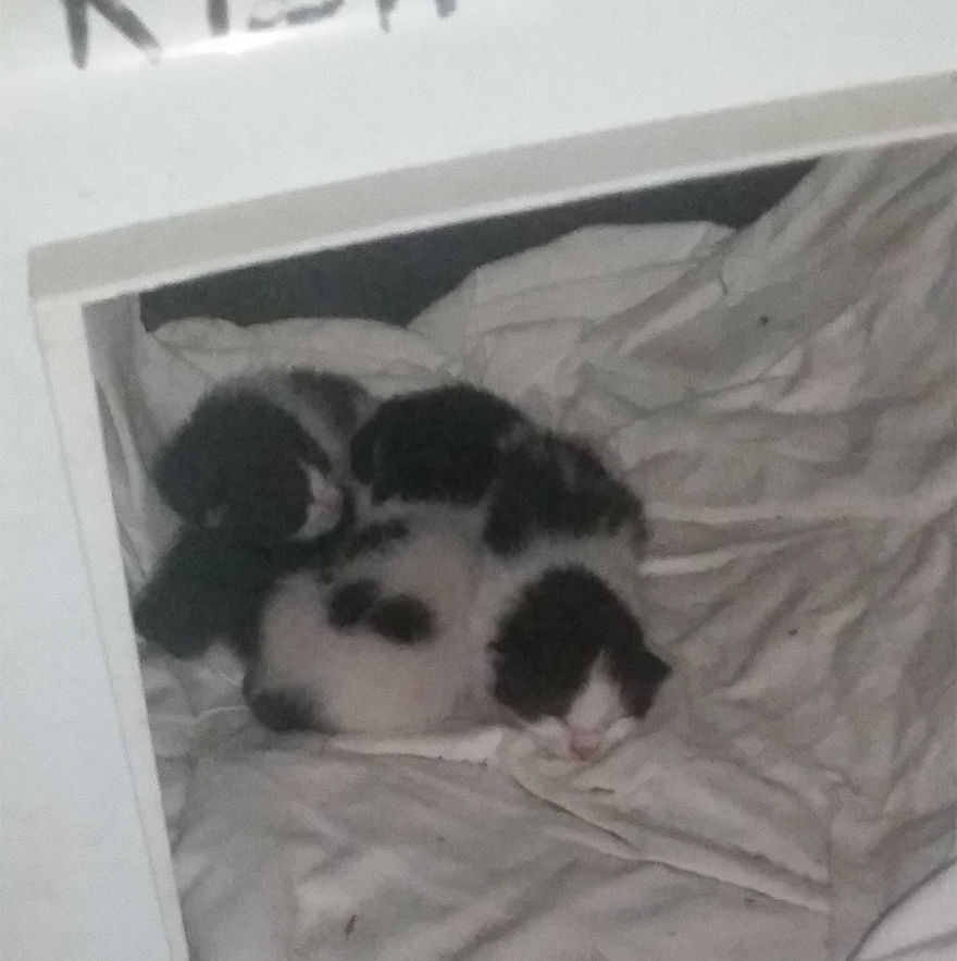 Rescued Kittens From Bird's Nest