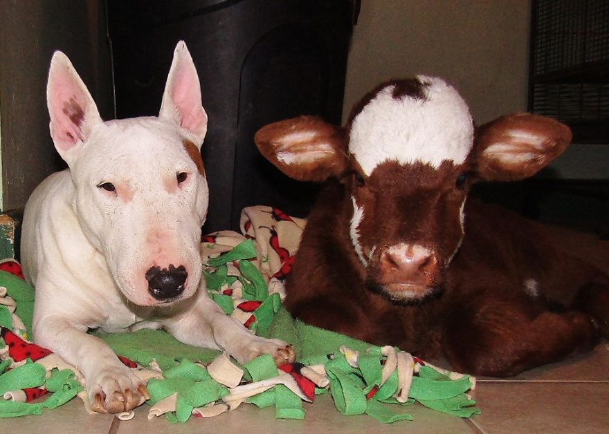 Rescued Mini Cow Lives With 12 Puppies And Thinks That She Is Also A Dog. Rescued Mini Cow Lives With 12 Puppies And Thinks That She Is Also A Dog.