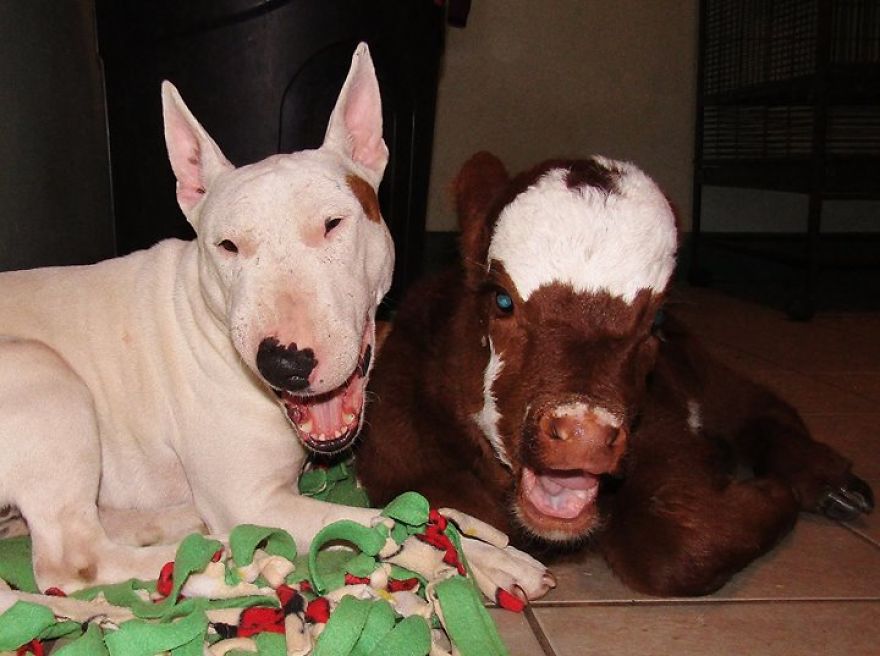 Rescued Mini Cow Lives With 12 Puppies And Thinks That She Is Also A Dog. Rescued Mini Cow Lives With 12 Puppies And Thinks That She Is Also A Dog.