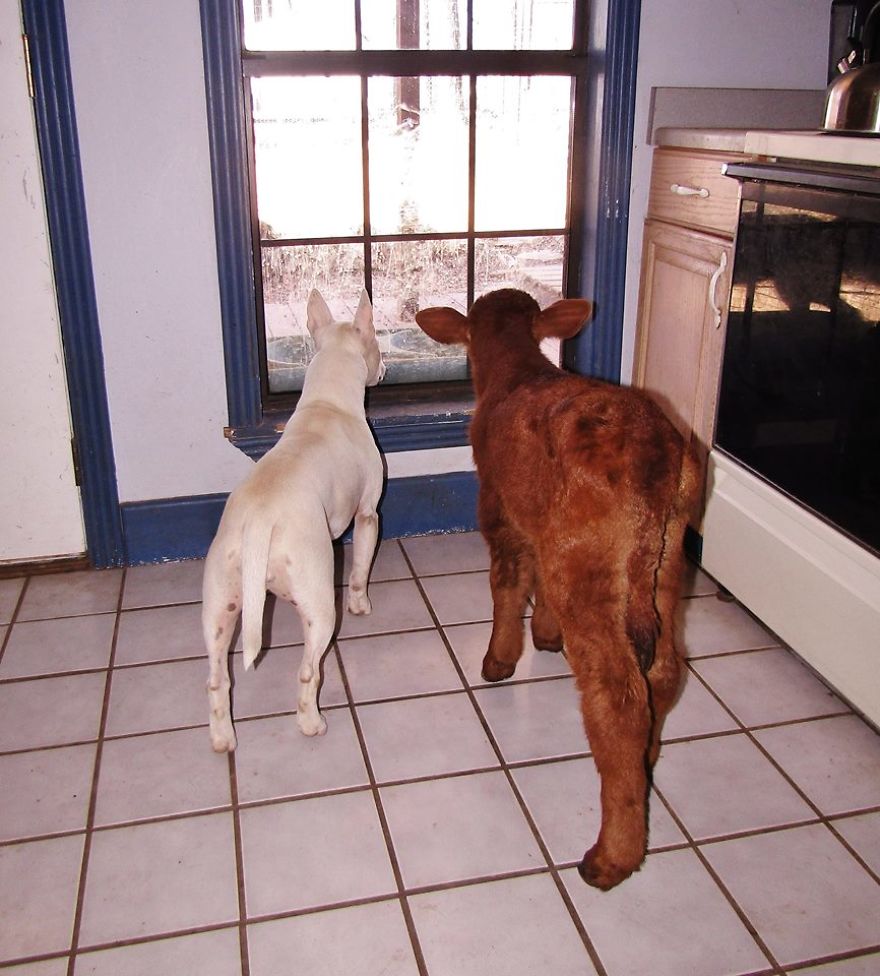 Rescued Mini Cow Lives With 12 Puppies And Thinks That She Is Also A Dog. Rescued Mini Cow Lives With 12 Puppies And Thinks That She Is Also A Dog.