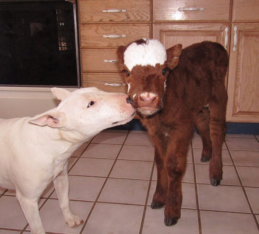 Rescued Mini Cow Lives With 12 Puppies And Thinks That She Is Also A Dog. Rescued Mini Cow Lives With 12 Puppies And Thinks That She Is Also A Dog.