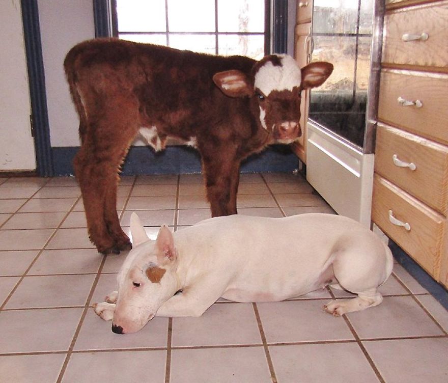 Rescued Mini Cow Lives With 12 Puppies And Thinks That She Is Also A Dog. Rescued Mini Cow Lives With 12 Puppies And Thinks That She Is Also A Dog.