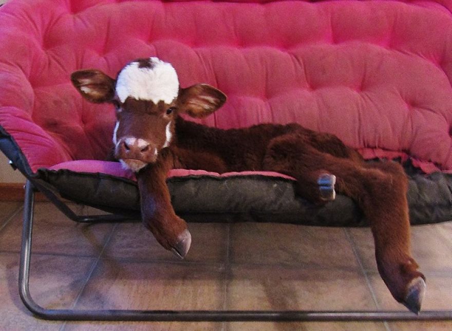Rescued Mini Cow Lives With 12 Puppies And Thinks That She Is Also A Dog. Rescued Mini Cow Lives With 12 Puppies And Thinks That She Is Also A Dog.