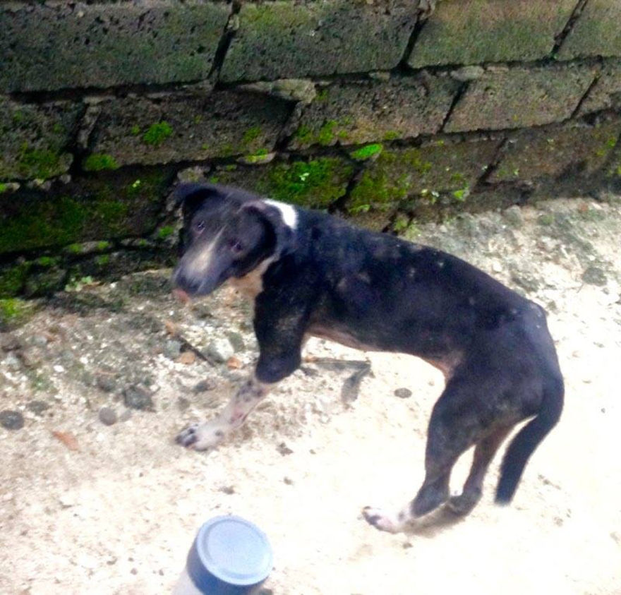 Rough Life For A Tough Bali Dog