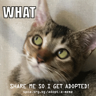 Spca Turns Adoption Announcements Into Gif Memes