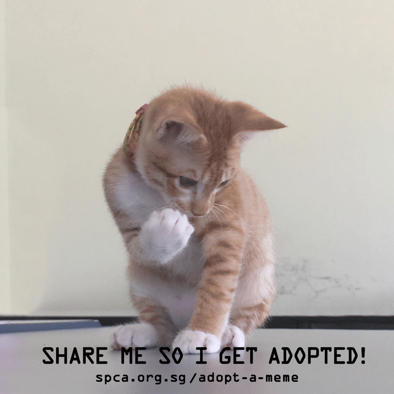 Spca Turns Adoption Announcements Into Gif Memes