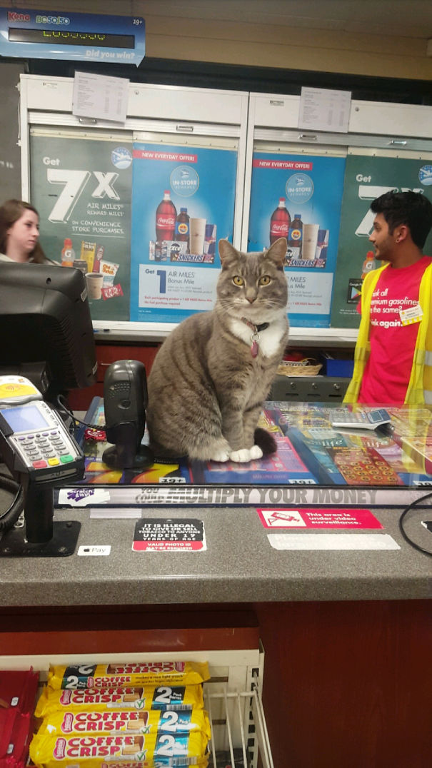 Khajiit Has Wares If You Have Coin.
