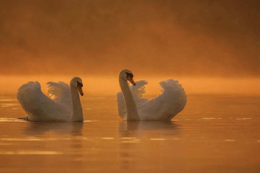 Swans By Photographer Jacob Cartein: One More Step To The Nature