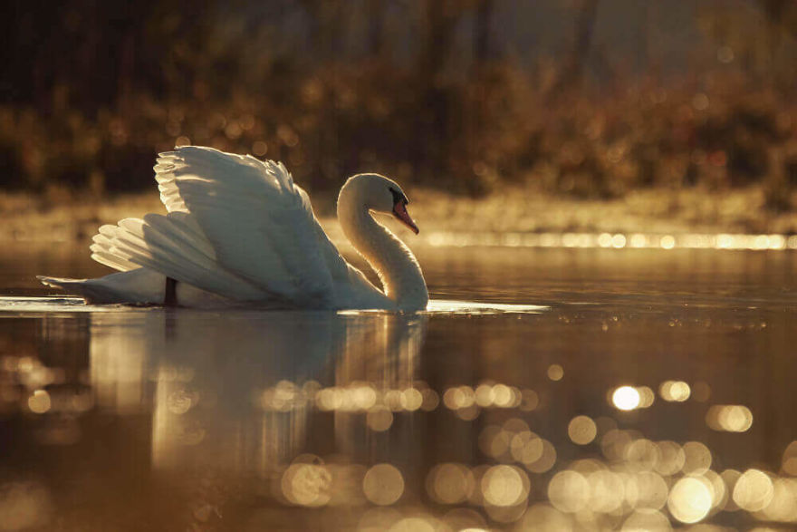 Swans By Photographer Jacob Cartein: One More Step To The Nature