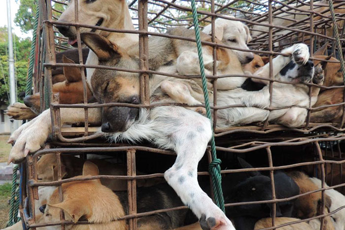 Taiwan Has Just Become The First Asian Country To Ban Eating Cats And Dogs