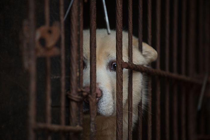 Taiwan Has Just Become The First Asian Country To Ban Eating Cats And Dogs