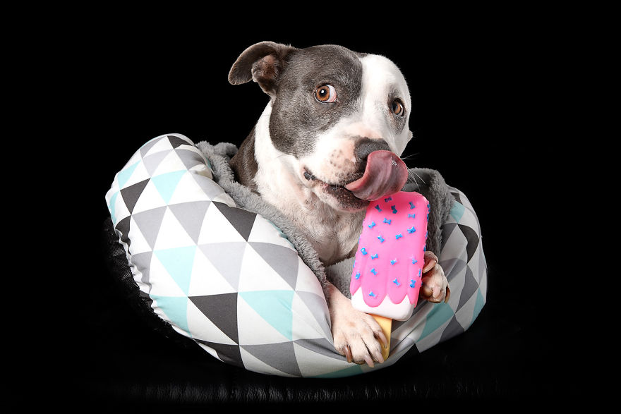 Taking Pet Photography Into The Studio