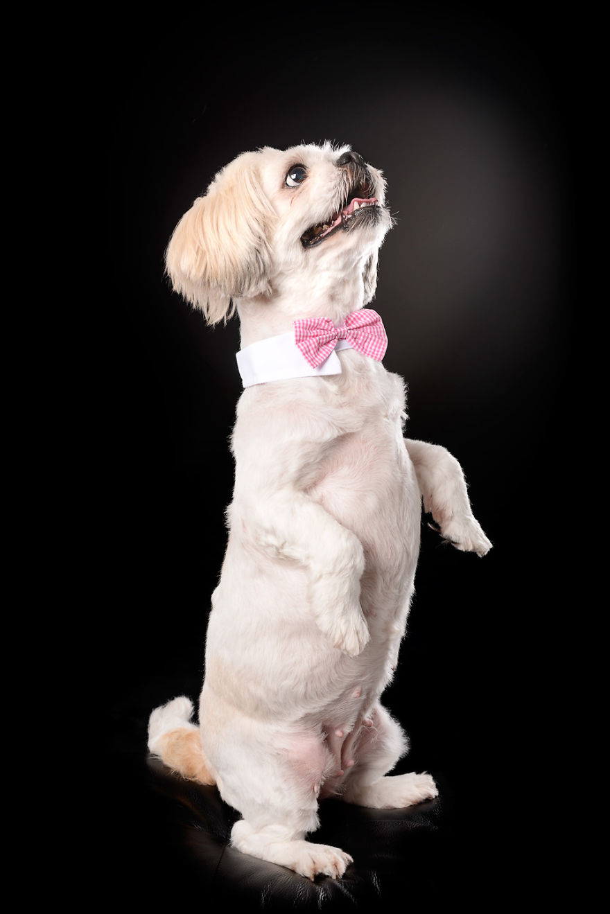 Taking Pet Photography Into The Studio