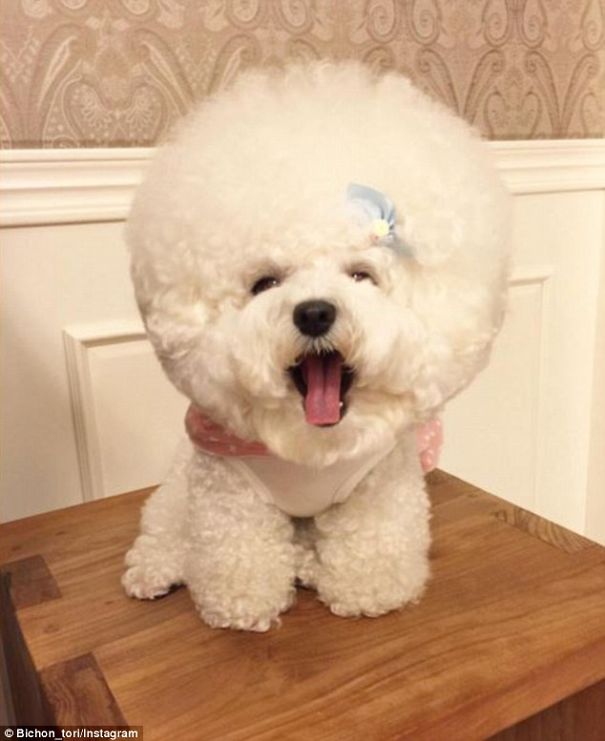This Bichon Frise Will Melt Your Heart