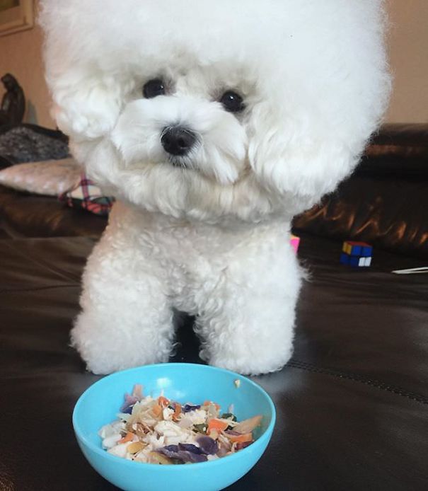 This Bichon Frise Will Melt Your Heart