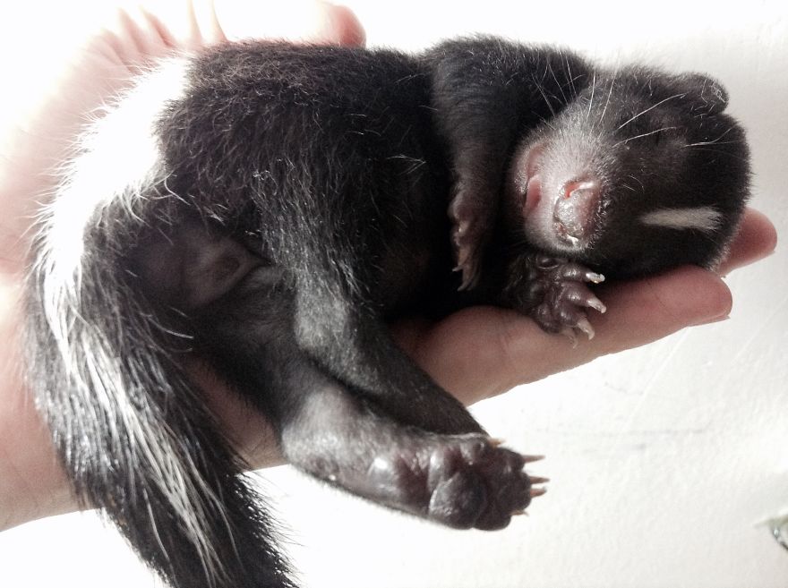 Tiny Baby Skunk Stomping For The First Time