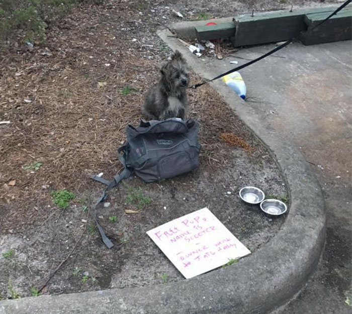 This Dog Was Tied To A Dumpster And Left With A Sad Note