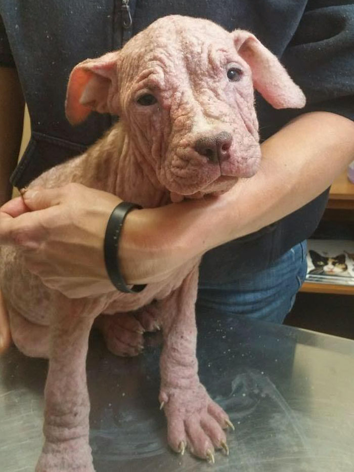 After Horrible People Abandoned These Puppies, They Got So Sick They Had Lost All Their Fur