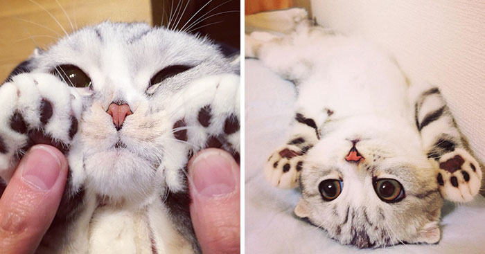 Meet Hana, A Japanese Kitty With Incredibly Big Eyes Who Is Taking Instagram By Storm