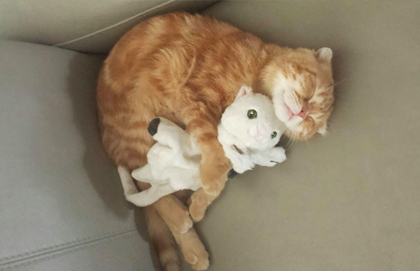 My Kitten's Gotten Himself A Cuddle Buddy