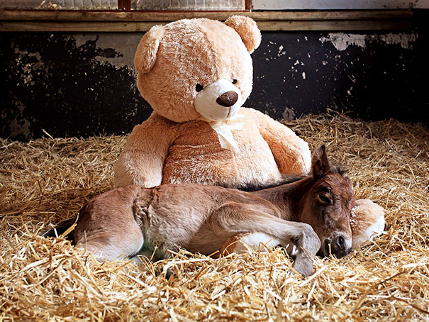 Breeze Slept With The Teddy Every Night After She Was Found Stumbling Alone Through The Moors