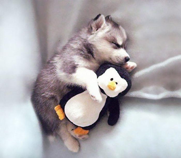 Cachorro con su pingüino