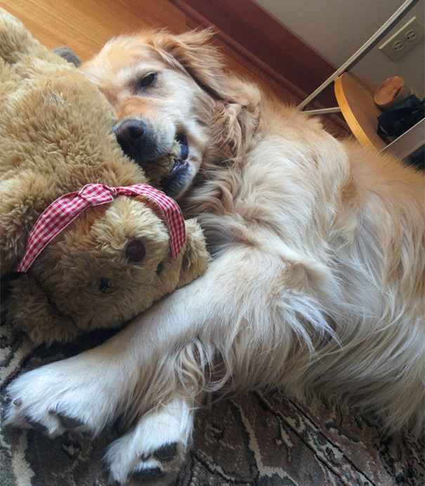 She Has Had This Bear For 2 Years And Carries It Everywhere. It's The Only Toy She Won't Tear Up