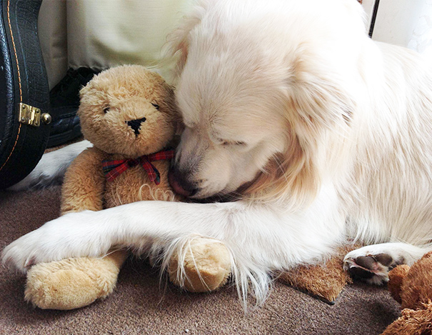 His Bear Is Very Important To Him