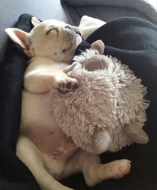 It’s Obviously A Very Hard Life For This Little Frenchie, All Cozied Up And Sleeping With His Stuffed Toy