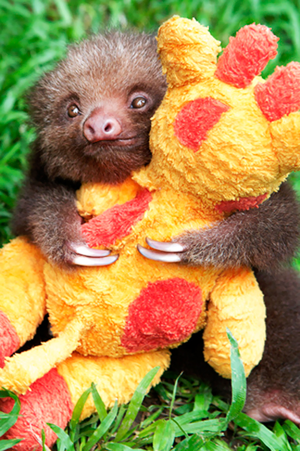 Baby Sloth And His Giraffe