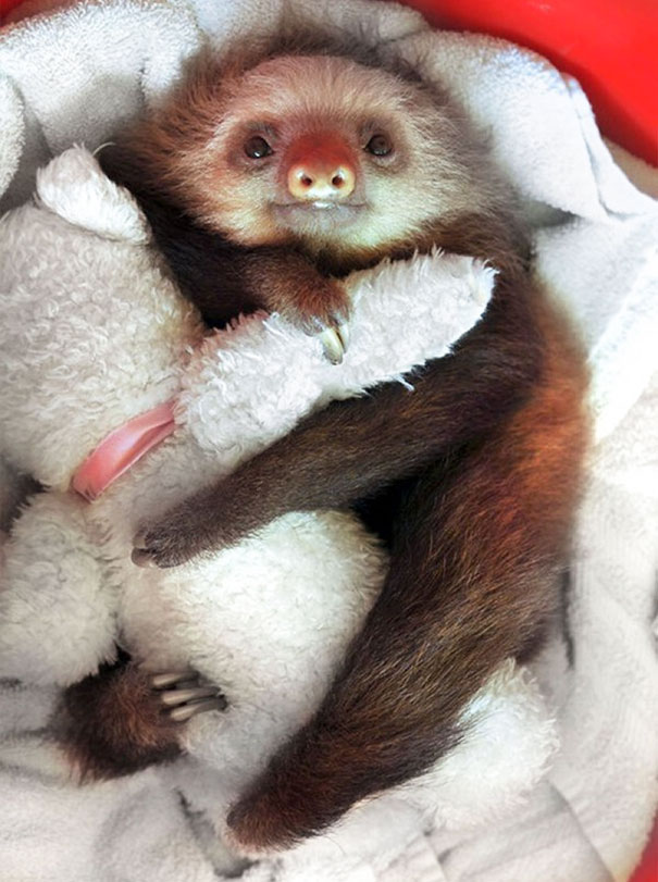 Baby Sloth With His Teddy Bear
