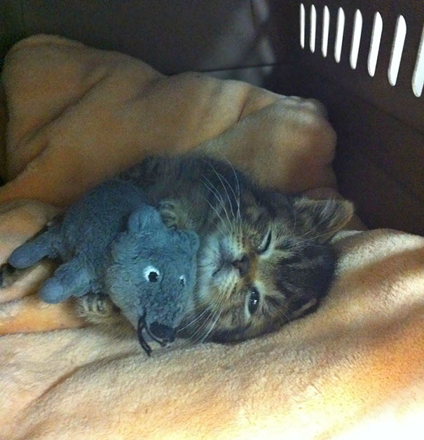 A Very Tiny Kitten Cuddling His Mouse Toy