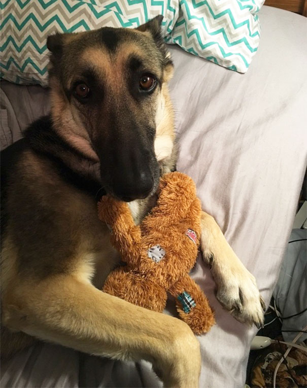 "Tough" German Shepherd Has To Snuggle With Her Teddy Bear Or She Won't Sleep At Night