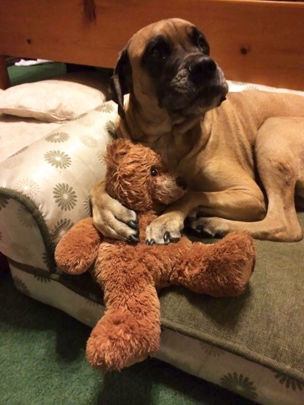 He Cuddles With His Bear So He Can Sleep. He Sucks On It's Head Like A Pacifier. What A Tough Guy