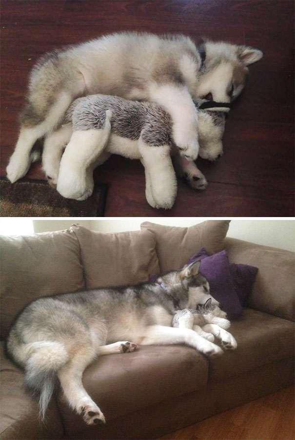 Then And Now. She Destroys Every Stuffed Animal Except This One