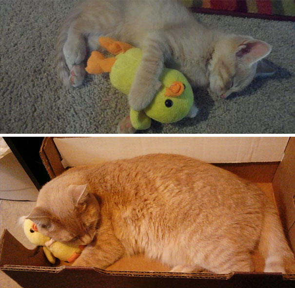 18 Months Later And He Still Sleeps With His Duck